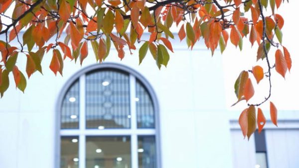 神戸の灘駅の紅葉