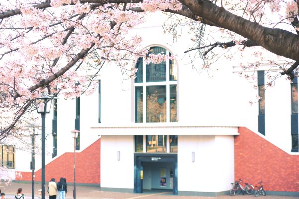 神戸のカホン教室のある灘駅前の見事な桜の写真。